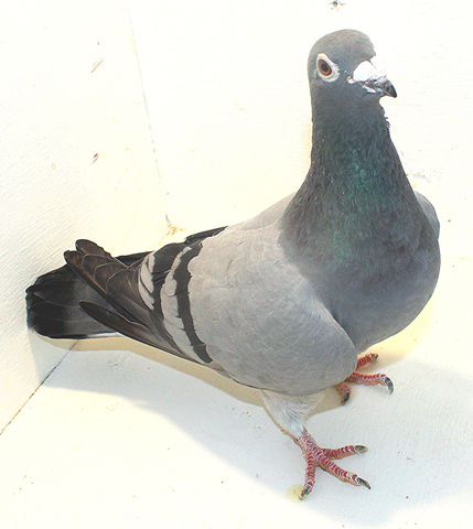 Pigeon Racing Belgium